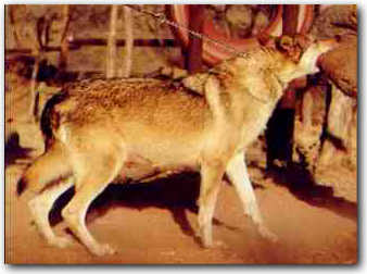 Shakira, German Shepherd cross Canadian Wolf biting,  wolfdog