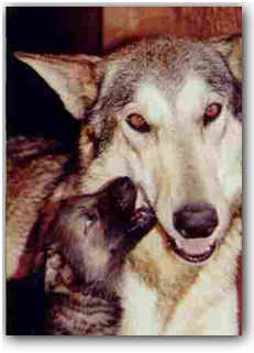 Shakira, German Shepherd cross Canadian Wolf,  wolfdog puppy
