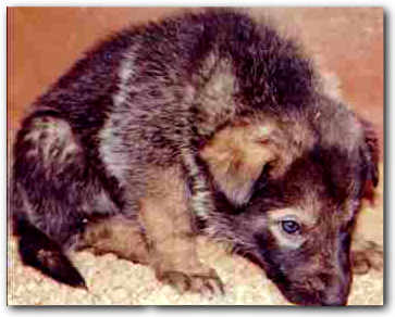 Shakira, German Shepherd cross Canadian Wolf pup,  wolfdog