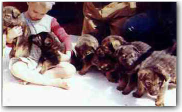 Shakira, German Shepherd cross Canadian Wolf puppies,  wolfdog