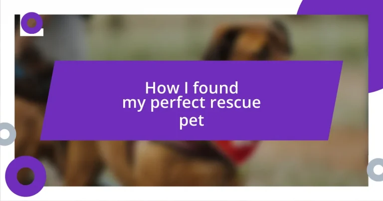 How I found my perfect rescue pet